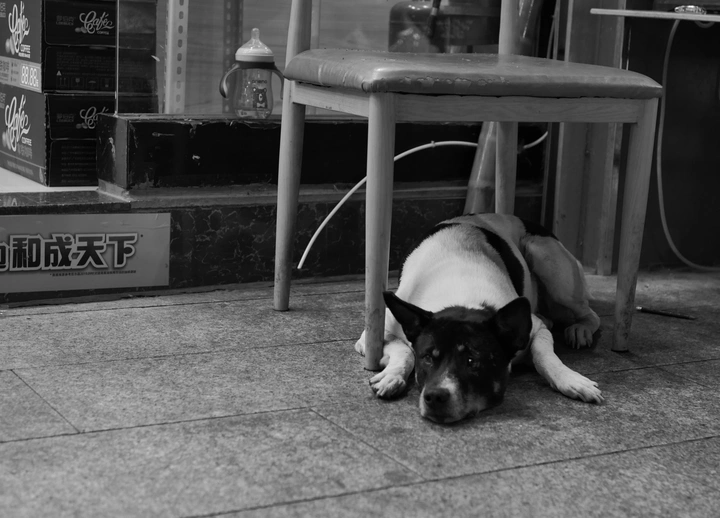 Dog