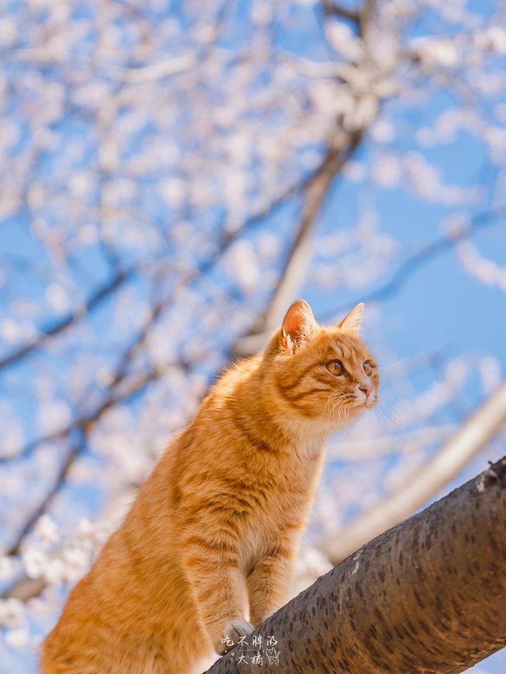 橘猫赏桃花