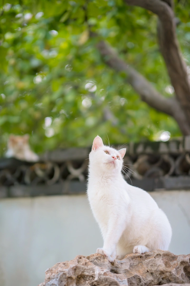 56APD镜头下的猫猫