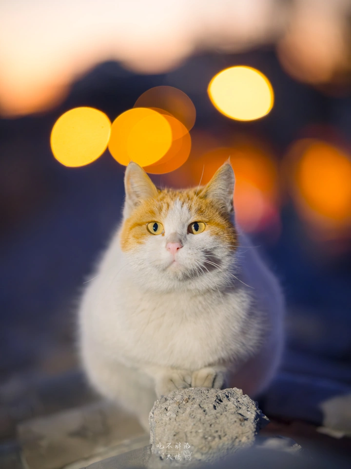 夜幕下的猫猫