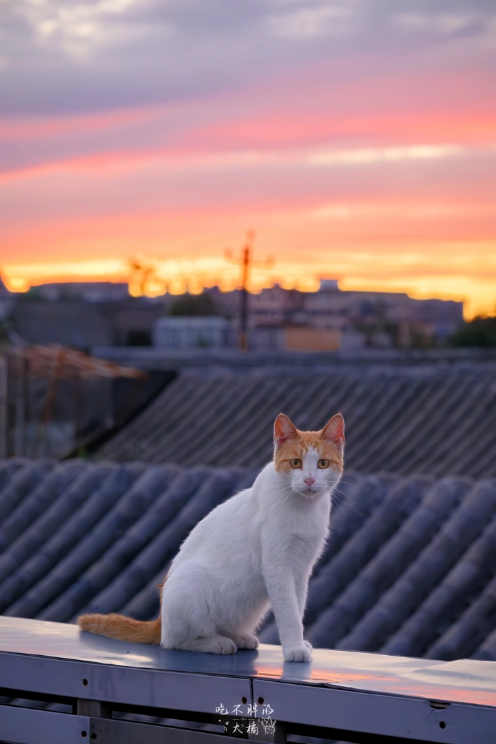 北京胡同里的晚霞猫猫！！