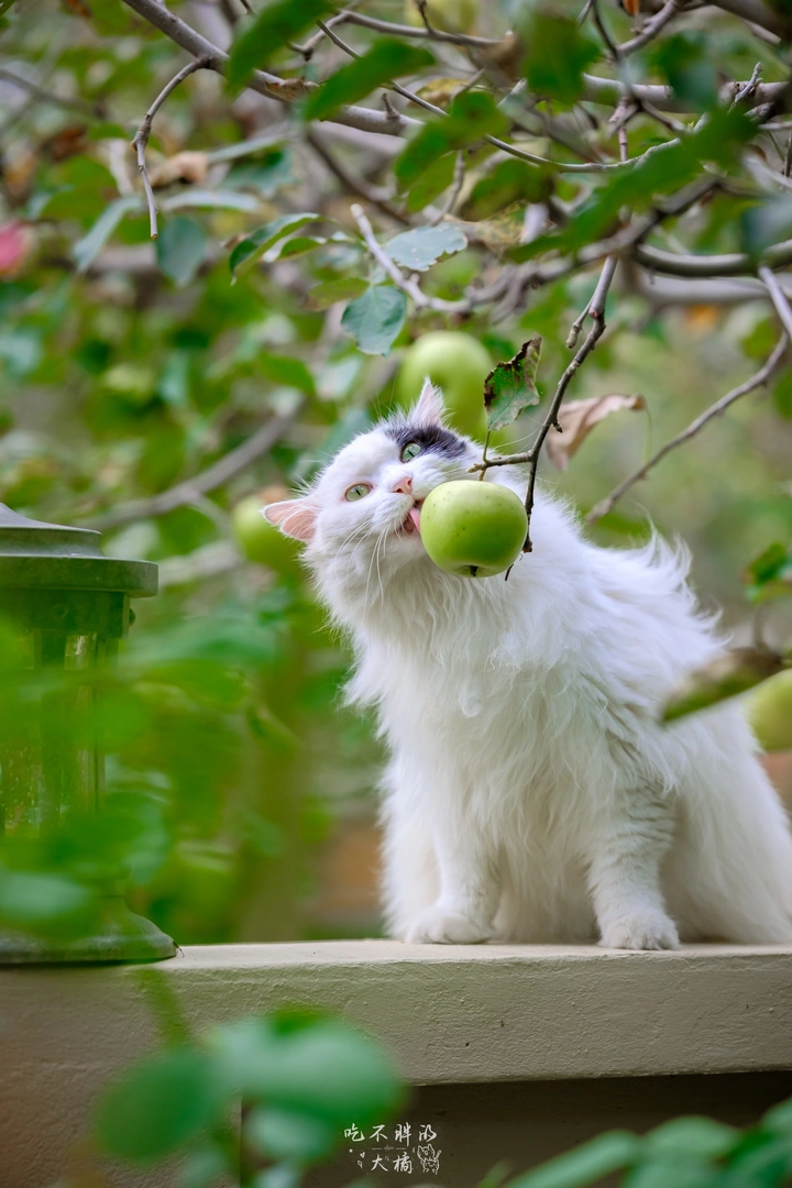 青苹果🍏乐园