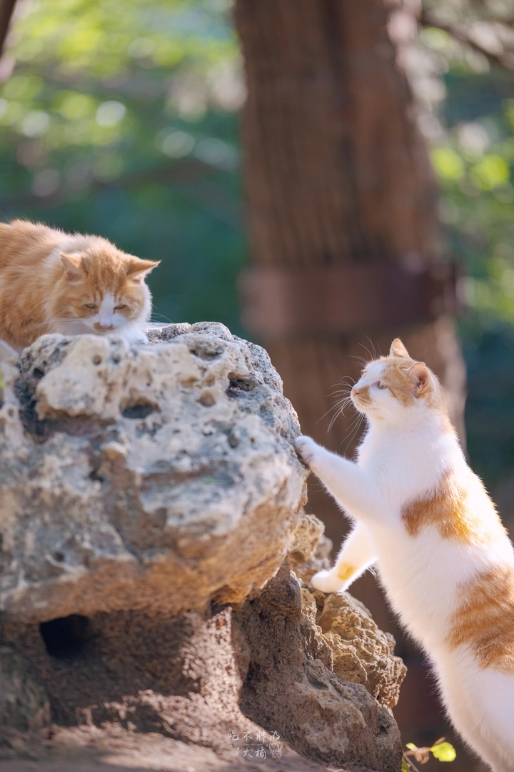 偷感很重的猫猫