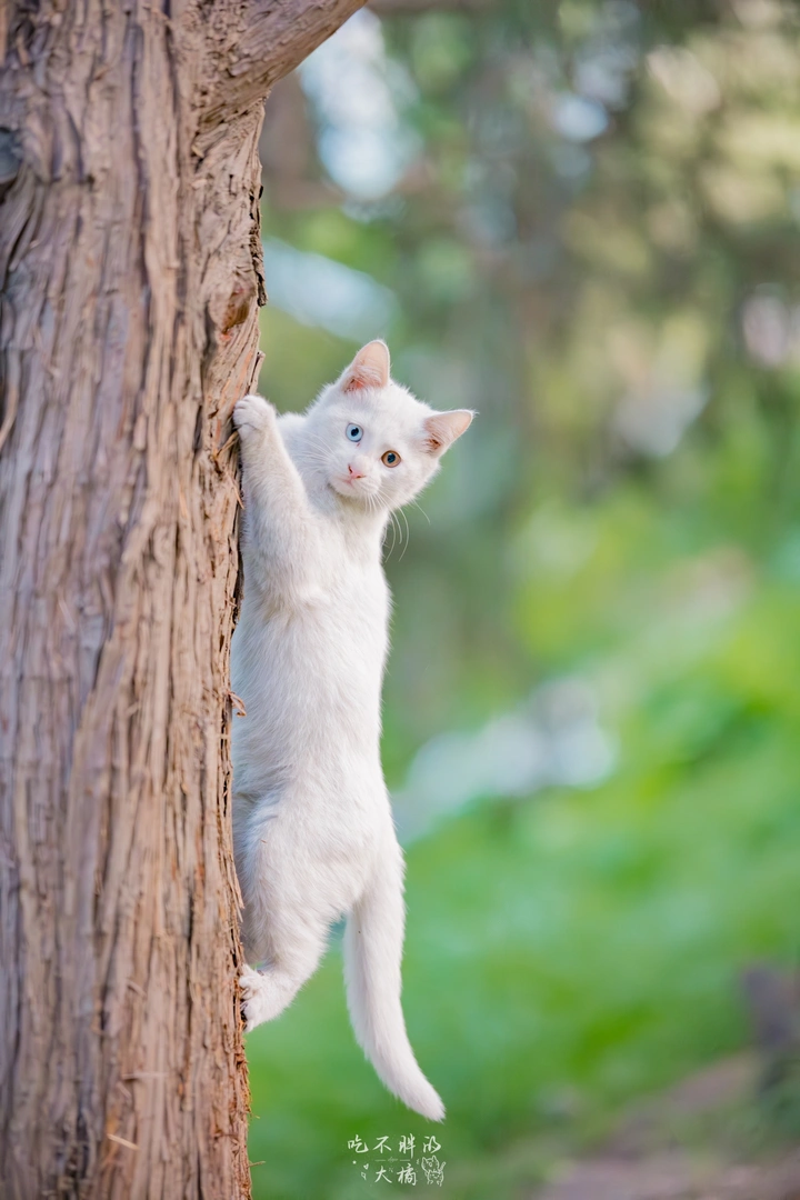 御园里的猫猫