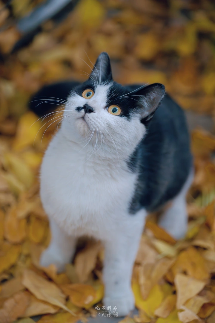 秋日    胡同与猫
