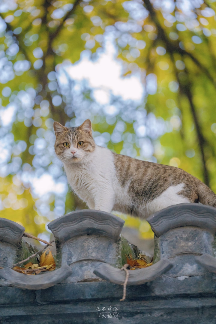 秋日胡同猫猫