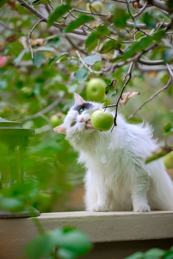 青苹果猫猫