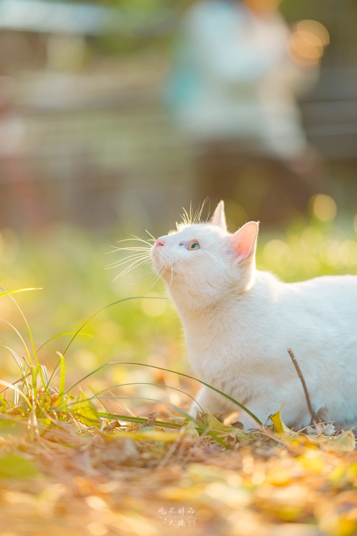 限定  发光猫猫