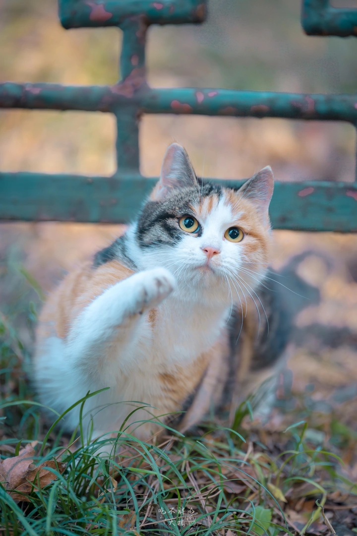 三花猫猫合集