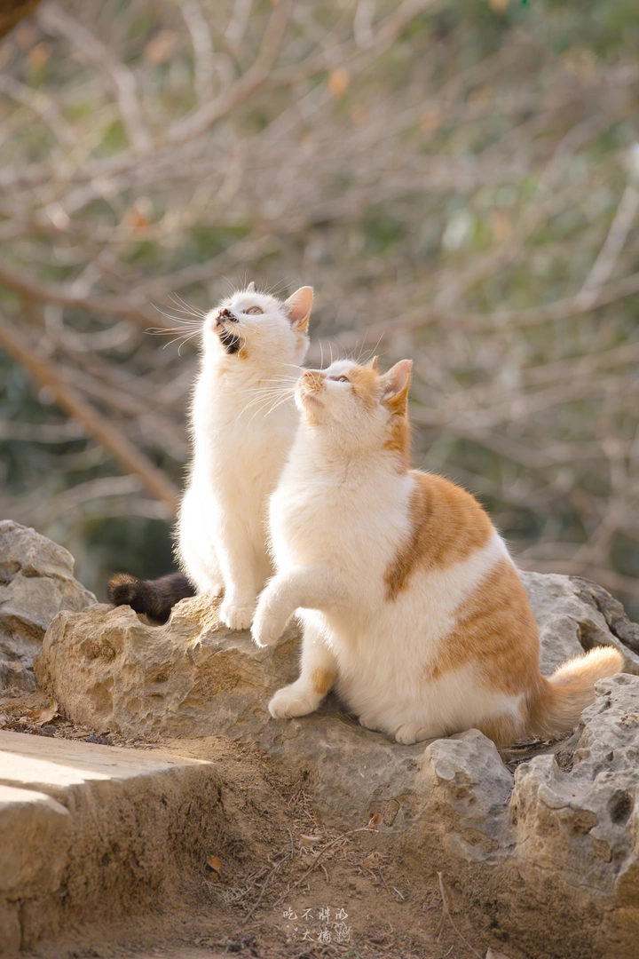 猫猫开大会