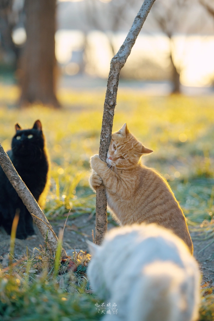 躲猫猫