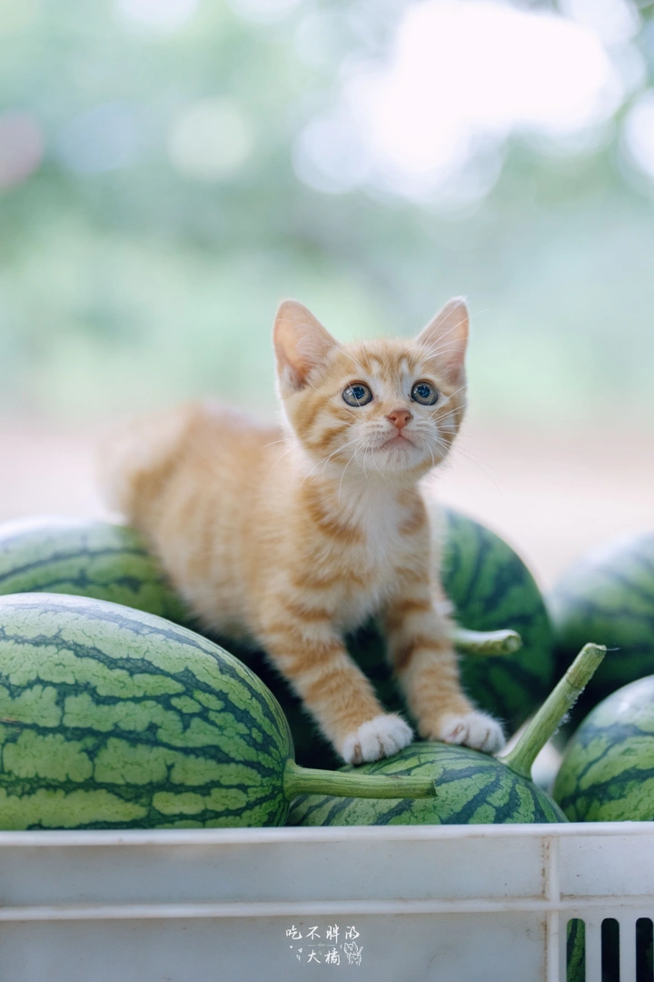 夏日 西瓜  猫猫