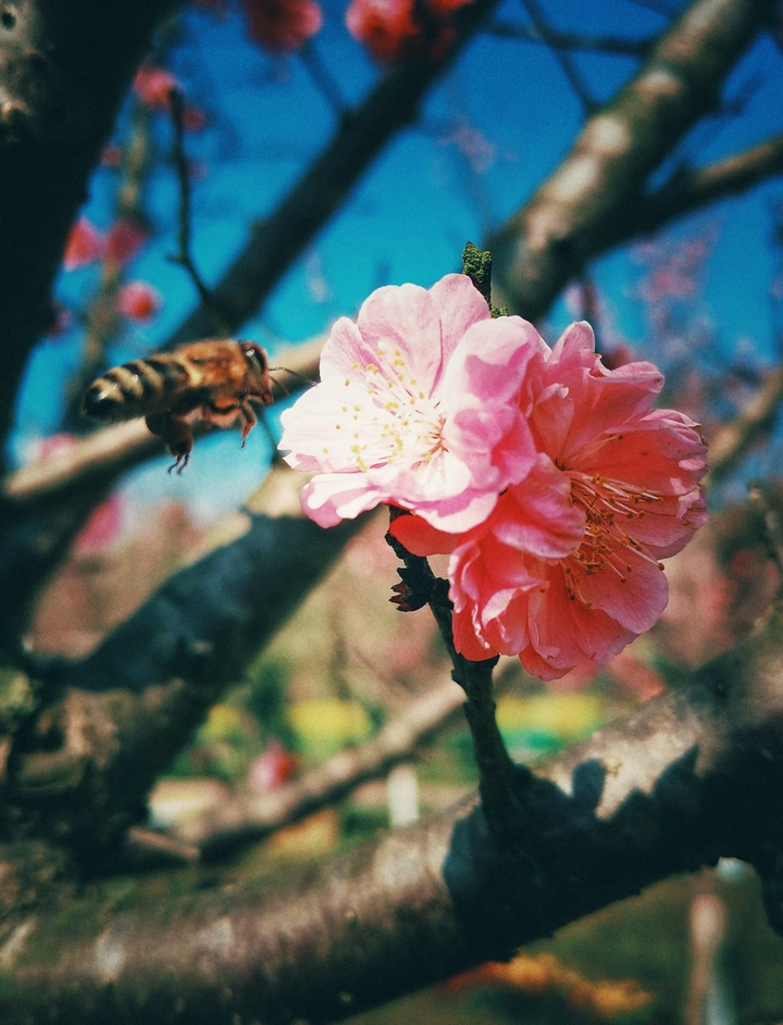 招蜂?