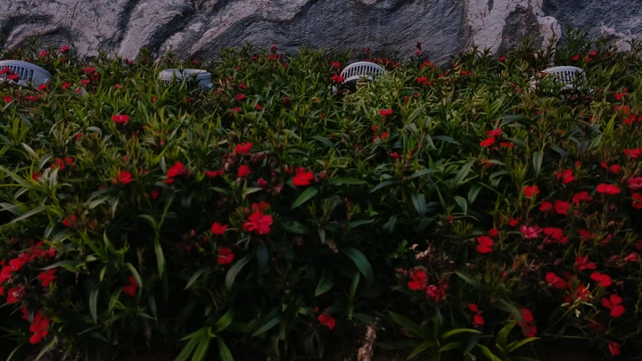 何须浅碧深红色，自是花中第一流。