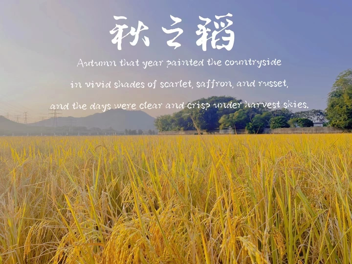 秋之稻