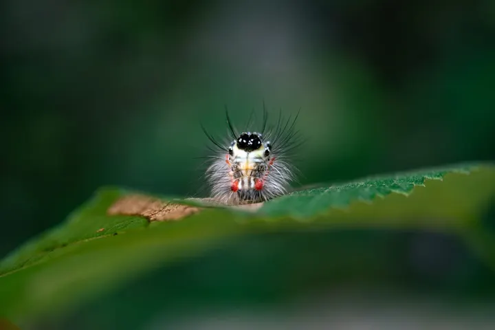毛虫