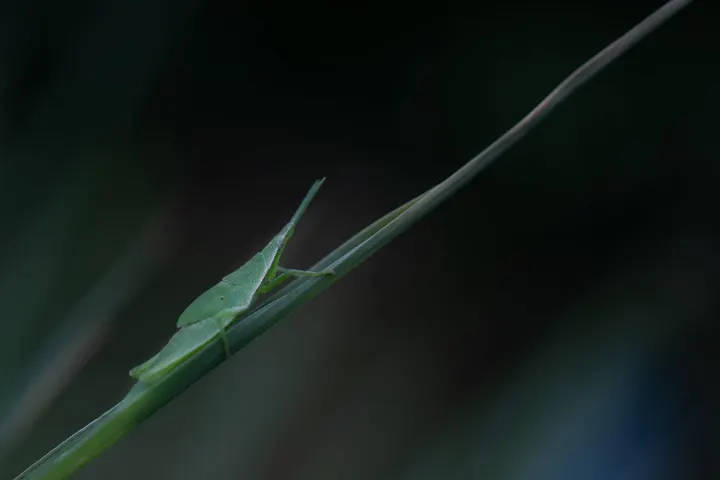 短额负蝗