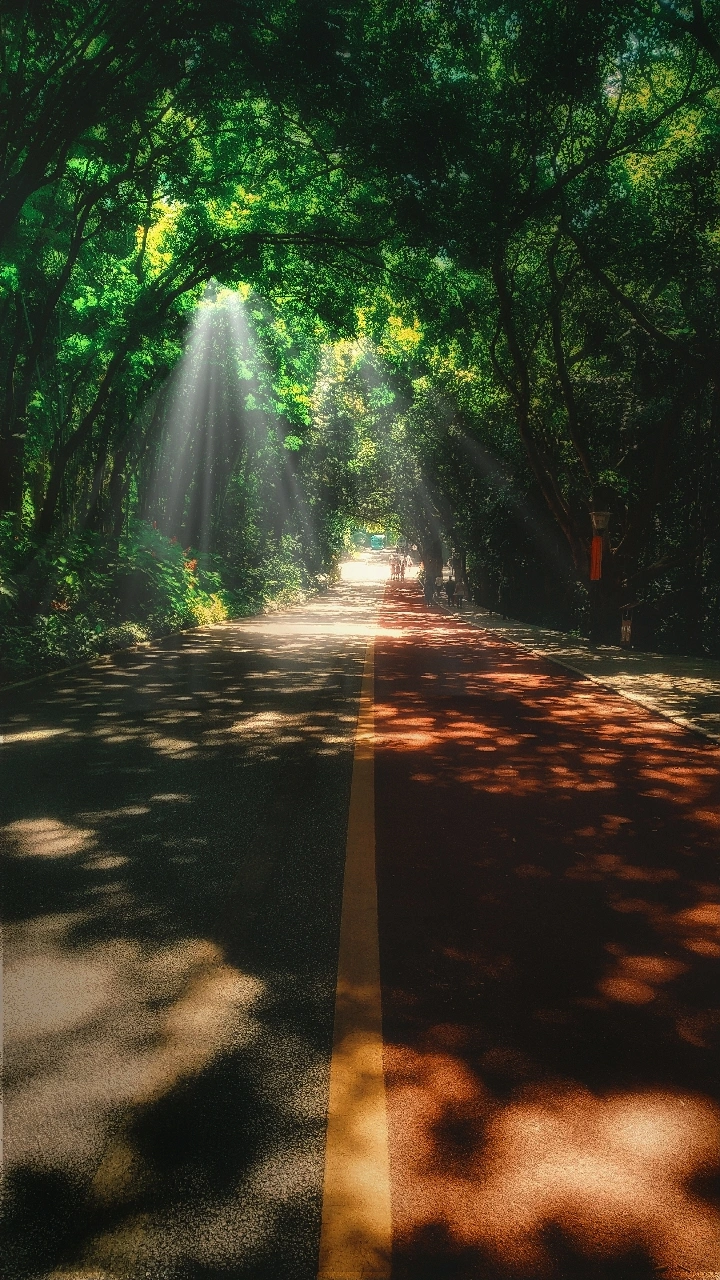 丁达尔遇上绿荫