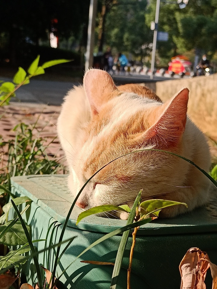 晨光下的猫