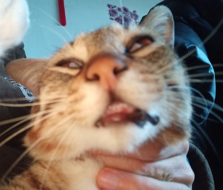 睡猫 呆猫 懒猫 我的春天的猫