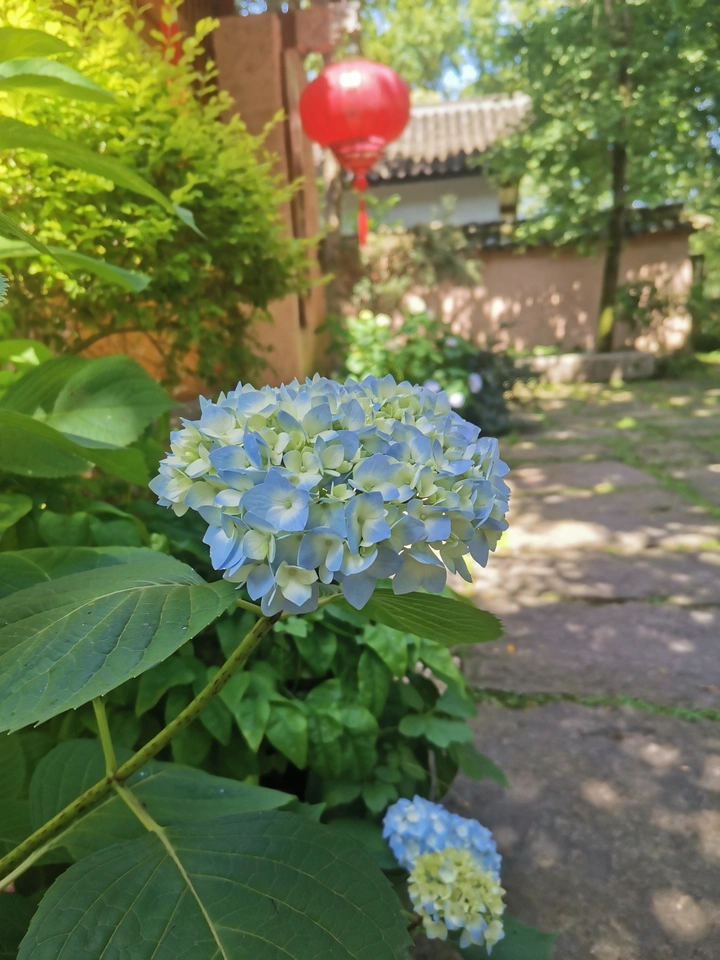 绣球花 小白菊花  红花