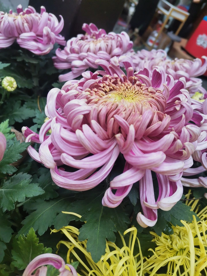 秋日赏菊 菊香四溢～