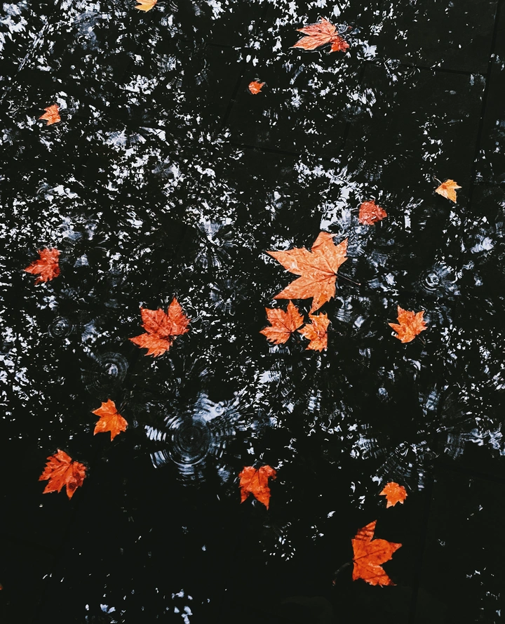 雨中秋