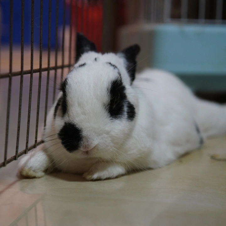 我家小兔