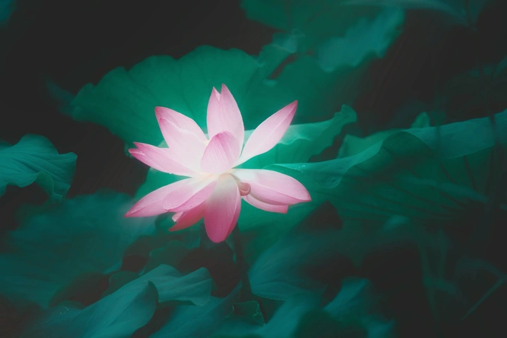 荷