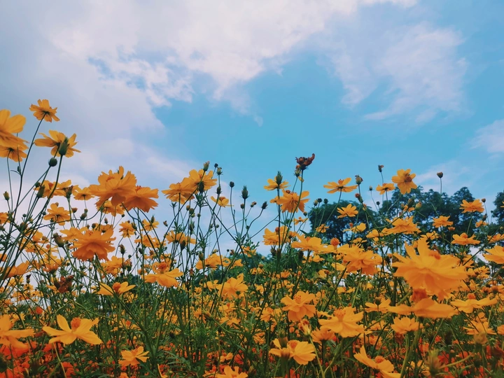 花?