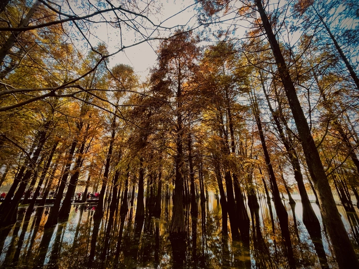 上海青西郊野公园