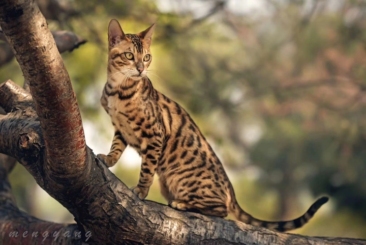 豹猫