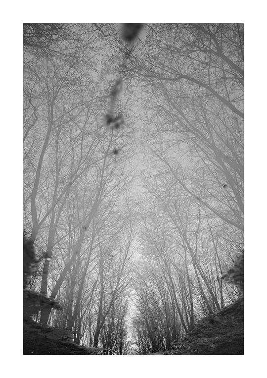 树木丛中一条小路的黑白照片