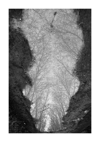 森林中的树木和天空的黑白