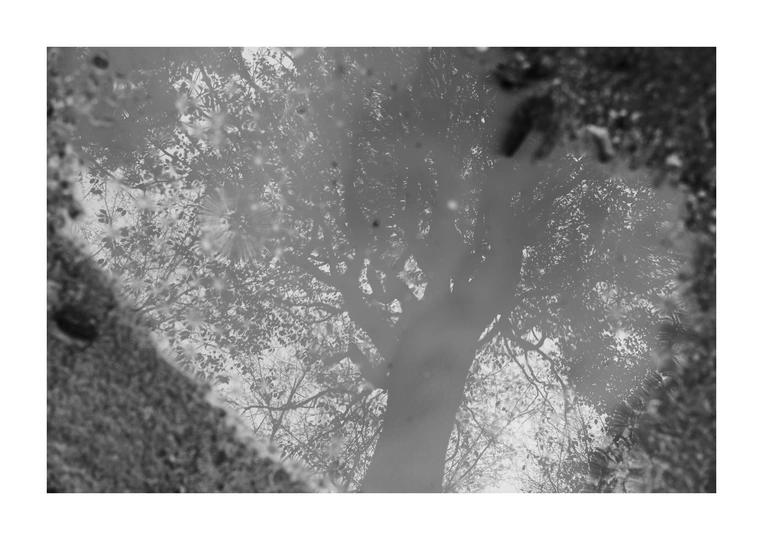 一张黑白的水坑图片 其中包含树木和天空的倒影。