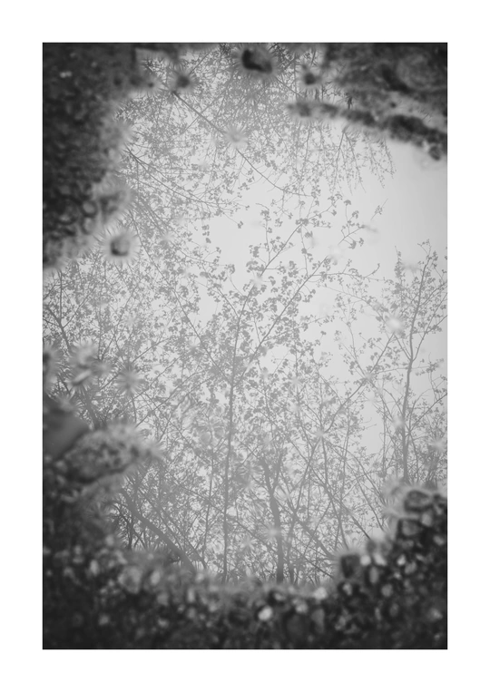 雾中树木的黑白色照片