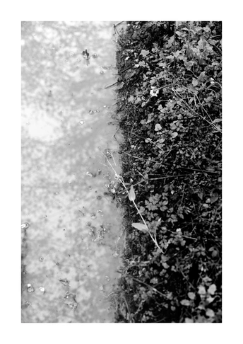 路边的树旁有一片水坑 