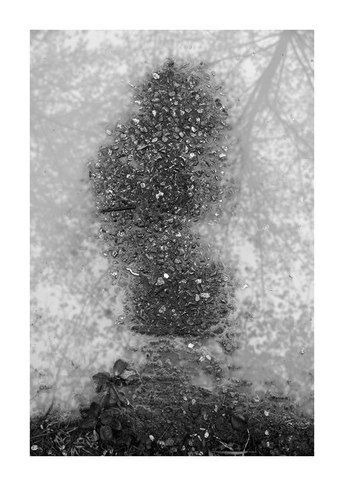 一张黑白圣诞树照片