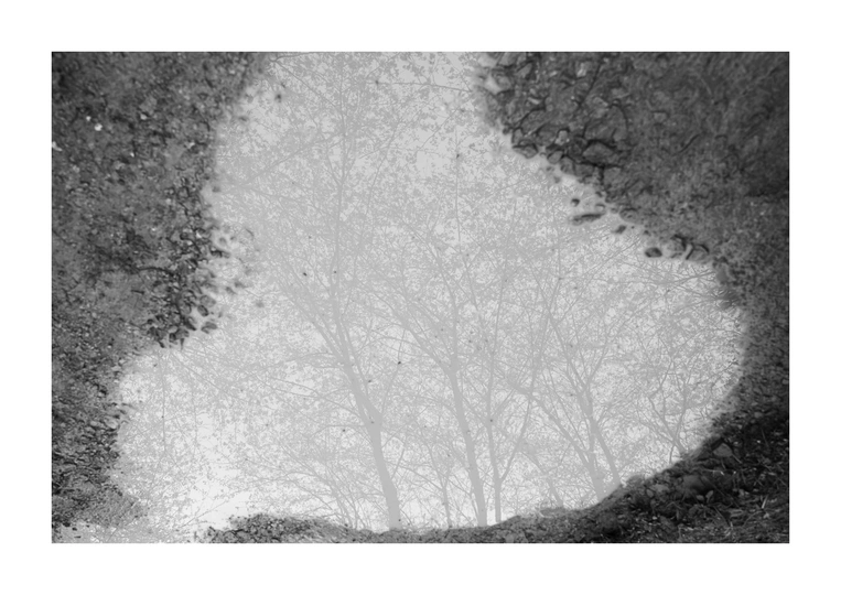 一张森林中的黑白树影