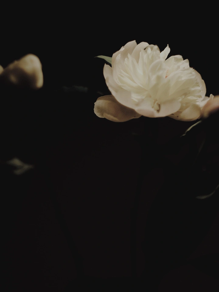 芍药花