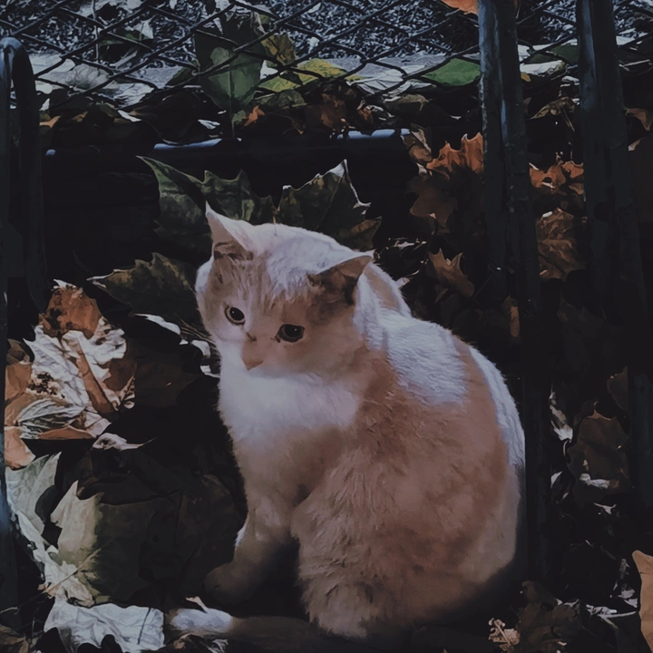 猫猫你在说什么？