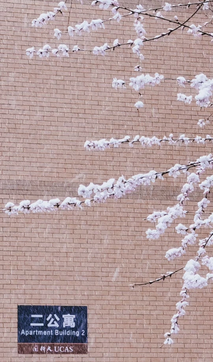 雪落桃瓣