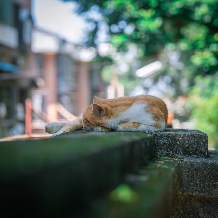 鼓浪屿偶遇睡觉的猫