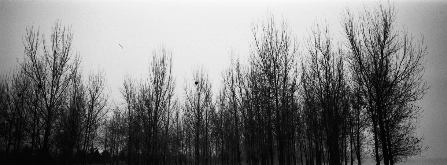 裸露的树木上有鸟在飞翔