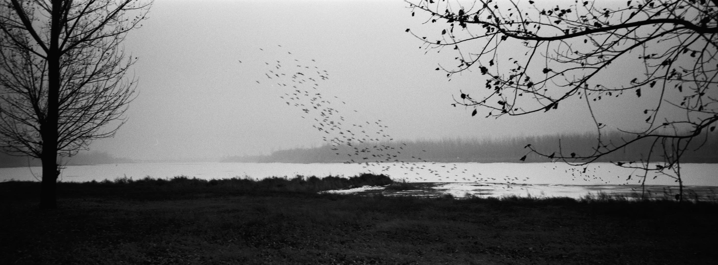 一群鸟在黑白相间的湖上和树间飞翔