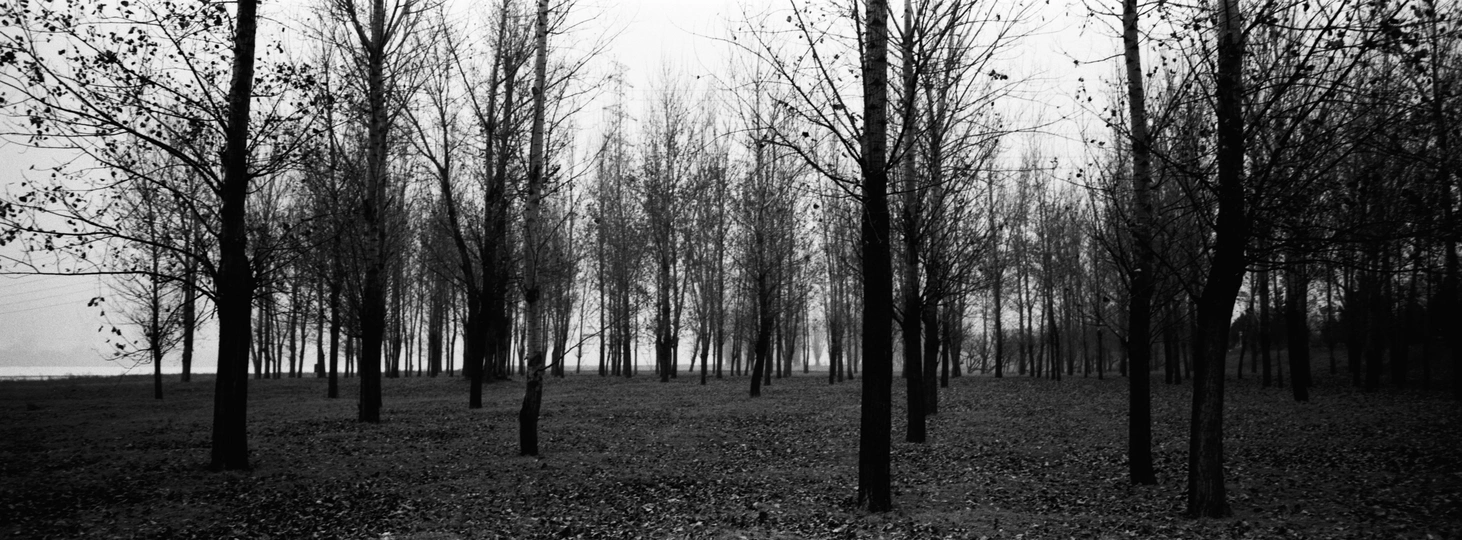 一片黑白色调的森林中的树木