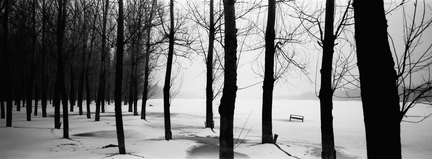 黑白森林雪景 有树、长凳和雪径。