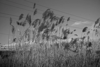 黑白相间的 tall grass 在风中摇曳 与黑白相间的 sky 形成对比。
