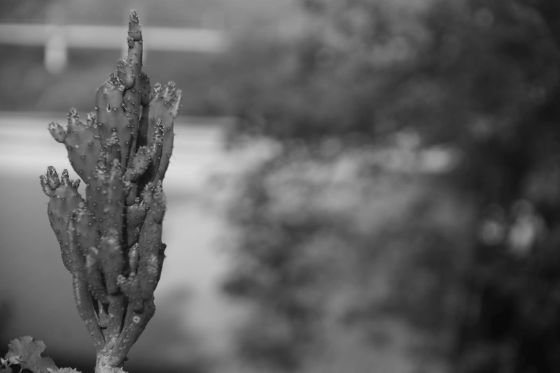 一盆仙人掌 黑白风格 生长在花盆中。