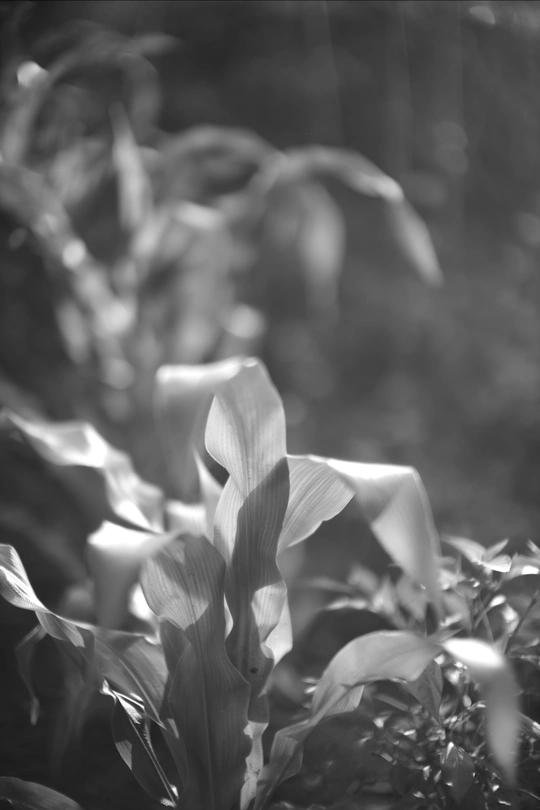 黑白植物花园图片